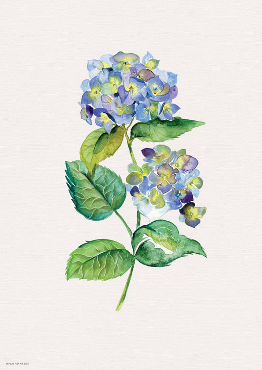 Hydrangea Archival A4 Print